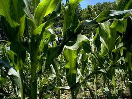 corn corporations abuse piracy extinction seed patent growing bio farmers forcing patented western india business